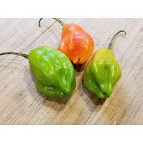 Hot Pepper ‘Aji Rainforest' Seeds (Certified Organic)