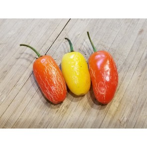 Hot Pepper 'Jaloro Golden Jalapeno'