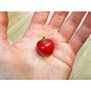 Sweet Pepper ‘Baby Red Bell' Seeds (Certified Organic)