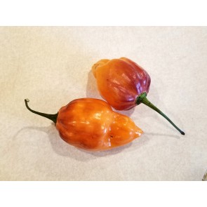 Hot Pepper ‘CGN 21500 x Isabela Island Galapagos Habanero' Seeds (Certified Organic)