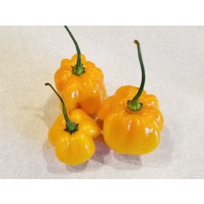 Hot Pepper ‘Orange Scotch Bonnet’ Seeds (Certified Organic)