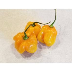 Hot Pepper ‘Orange Scotch Bonnet’ Seeds (Certified Organic)