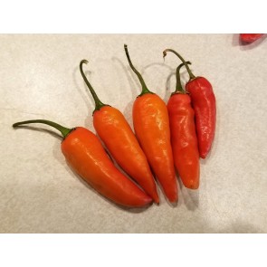 Hot Pepper 'Martin's Carrot' Seeds (Certified Organic)