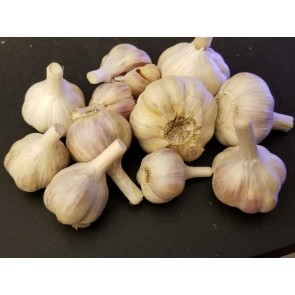  Certified Organic Bavarian Purple Culinary Garlic Harvested on our Farm - 4 oz. Bag (FARM PICK-UP)