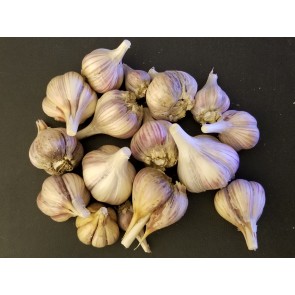 Certified Organic Korean Mountain Culinary Garlic Harvested on our Farm - 4 oz. Bag (FARM PICK-UP)