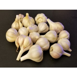 Certified Organic Lewis and Clark Culinary Garlic Harvested on our Farm - 4 oz. Bag