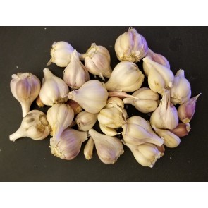 Certified Organic Bai Pi Suan Culinary Garlic Harvested on our Farm - 4 oz. Bag