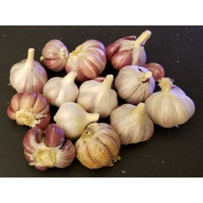 Certified Organic Legacy Culinary Garlic - 4 oz. Bag