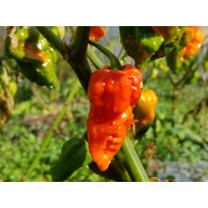 Hot Pepper ‘Apocalypse Scorpion’ Seeds (Certified Organic)
