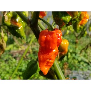 Hot Pepper ‘Apocalypse Scorpion’ Seeds (Certified Organic)