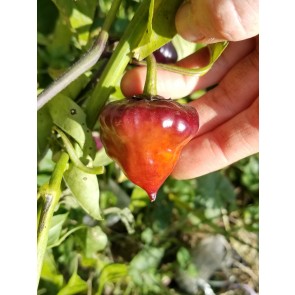 Hot Pepper ‘Purple UFO’ Seeds (Certified Organic)