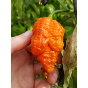 Hot Pepper ‘Peach Carolina Reaper Cross’ Seeds (Certified Organic)