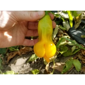 Hot Pepper ‘Erotica Orange' Seeds (Certified Organic)