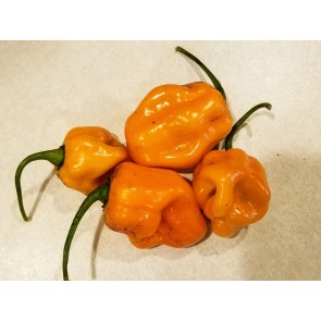 Hot Pepper ‘Roger's Giant Orange Habanero' Seeds (Certified Organic)