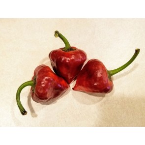 Hot Pepper ‘Purple UFO’ Seeds (Certified Organic)