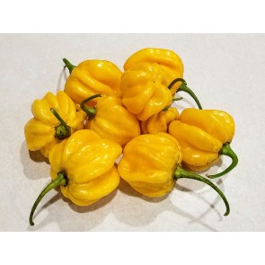 Hot Pepper 'Saco de Velho' Seeds (Certified Organic)