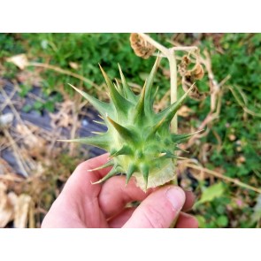 Datura ferox AKA Devil’s Trumpet - Fierce Thorn Apple Seeds (Certified Organic)