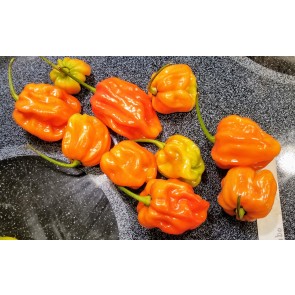 Hot Pepper ‘Aji Chombo' Seeds (Certified Organic)