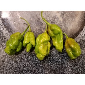 Hot Pepper 'Mustard Moruga Brains x Gator Jigsaw' Seeds (Certified Organic)