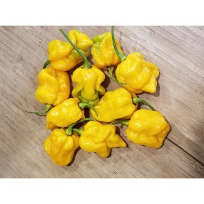 Hot Pepper ‘Bonda Mahala' Seeds (Certified Organic)