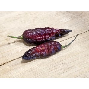 Hot Pepper 'Redgum Tiger MAMP x Chocolate Nagabrains' Seeds (Certified Organic)