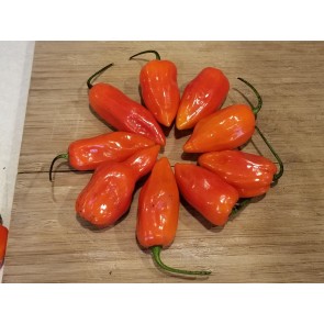 Hot Pepper ‘CGN 21500 x Isabela Island Galapagos Habanero' Seeds (Certified Organic)