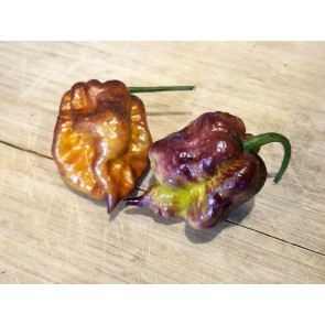 Hot Pepper 'Orion' AKA 'Fatalii Gourmet Jigsaw x Big Red Mama x Yaki Blue Fawn' Seeds (Certified Organic)