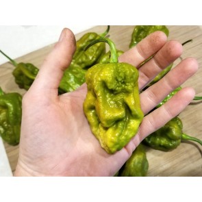 Hot Pepper ‘Big Mustard Mama' Seeds (Certified Organic)