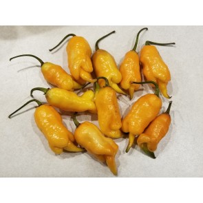 Hot Pepper 'Pimenta de Neyde x Carolina Reaper Orange' Seeds (Certified Organic)