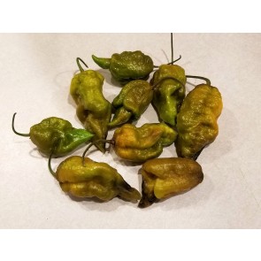 Hot Pepper 'Mustard Moruga Brains x Gator Jigsaw' Seeds (Certified Organic)