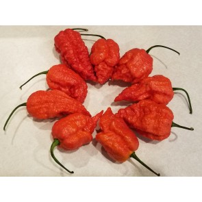 Hot Pepper ‘Peach Carolina Reaper Cross’ Seeds (Certified Organic)