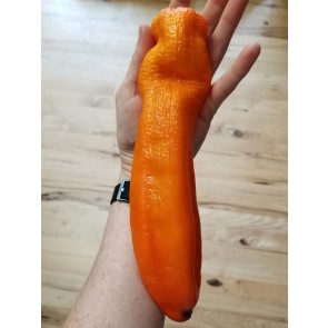 Pepper 'Super Sweet Giant Sunrise' Seeds (Certified Organic)