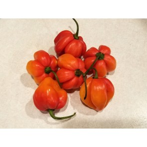 Hot Pepper ‘Trinidad Red Congo Habanero’ Seeds (Certified Organic)