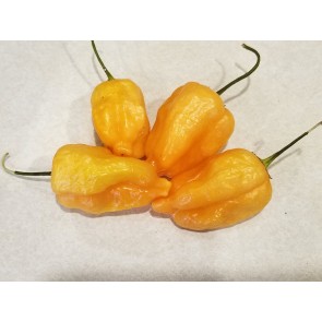 Hot Pepper 'Aji Mango' Seeds (Certified Organic)