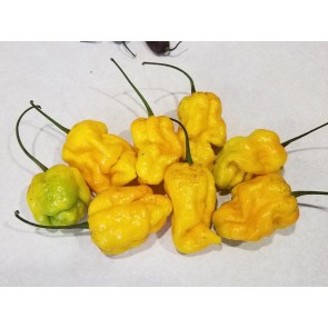 Hot Pepper 'Yellow Scotch Brain Strain Yellow' Seeds (Certified Organic)