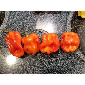 Hot Pepper ‘Aji Chombo' Seeds (Certified Organic)