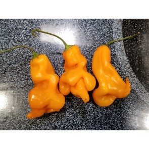 Hot Pepper ‘Erotica/Erotico Orange' Seeds (Certified Organic)