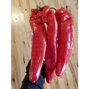 Pepper 'Super Sweet Giant Red' Seeds (Certified Organic)