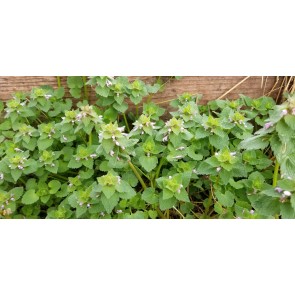 Purple Dead Nettle Seeds (Certified Organic)