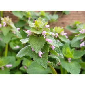 Purple Dead Nettle Seeds (Certified Organic)