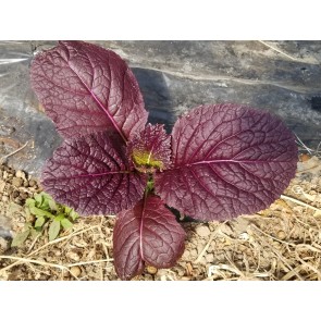 Mustard 'Blood Red' Seeds (Certified Organic)