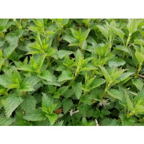 Stinging Nettle