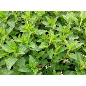 Stinging Nettle Seeds (Certified Organic)
