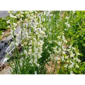 Toadflax 'Northern Lights' Seeds (Certified Organic)