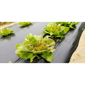 Lettuce 'Freckles' Seeds (Certified Organic)