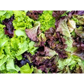 Renegade Lettuce Mix Plants (6PK)