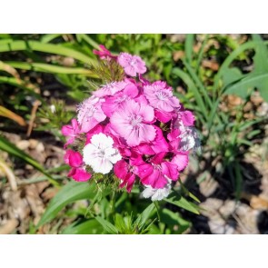 Sweet William 'Single Mixed Colors Pink and Red' Seeds (Certified Organic)