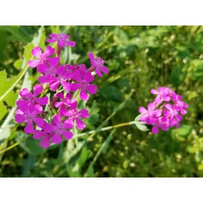 Catchfly/Cottage Pinks/Chimney Pinks Seeds (Certified Organic)