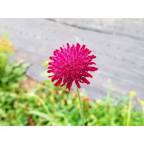 Cherry Red Scabiosa Seeds (Certified Organic)