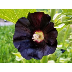 Hollyhock 'Jet Black' AKA 'Nigra' Seeds (Certified Organic)